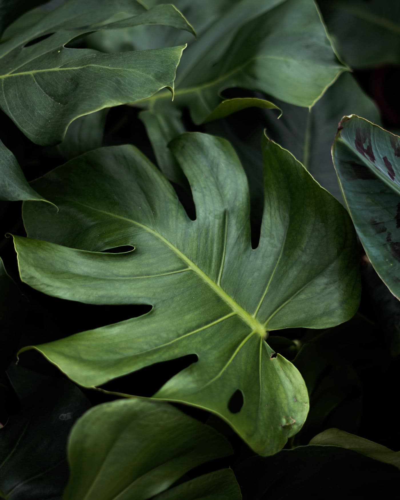 Tropical foliage in the valley